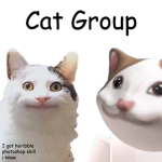 The cat friend group