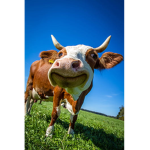 MAH COWZZZ :>