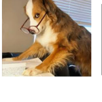 Dog army united rulers