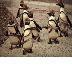 Da Penguin Followers