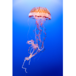 Jellyfish_club