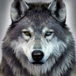 WOLF PACK RULES