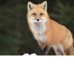 fox vibe
