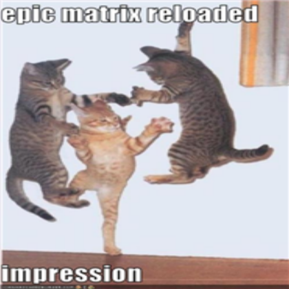 funny-pictures-cats-do-matrix-impression Roblox decal