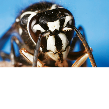 Wasp RP (Annoying ant NPCs)