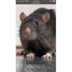 The potato rat