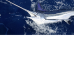 Sword fish guy