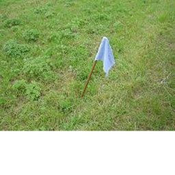 capture the flag (beta)