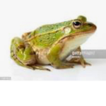 The frogs frog trig group