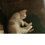 kittens and cats :)