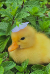 duck empire [EA]
