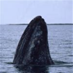 whale and friend and members