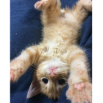 gatitosssssss