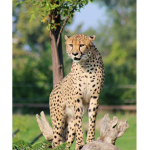 Cheetahbub1