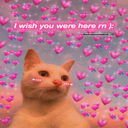 Wholesome cat meme Roblox decal