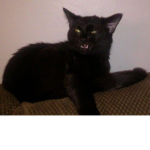 Kitten Gaming Group