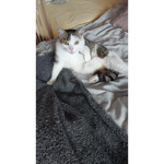 Katze Roxy