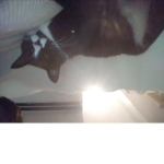 Calling cats
