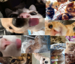 Which one? Dogs or cats!