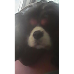 Happy Doggo