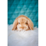 -!bunny~fun!-