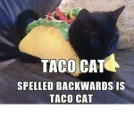 the boys and the tacos