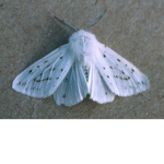 Moth's Circle