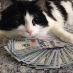 mone cat