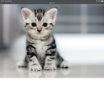 team cat forever cats