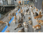 world of cats and kittens