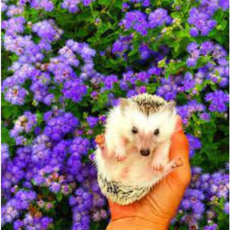 🦔✧˖°.