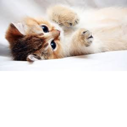 My Cat group hangout!