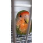 앵이들 소통방