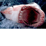 sharkking