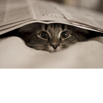 Find The Cat!