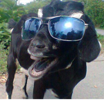 Goat [The 1st Group]