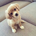 Save dogs fan group