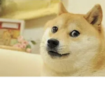 Doge-Co
