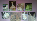 Cute animals/pets