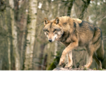 Wolfie worlds