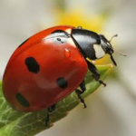 Ladybug Squad :3