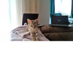 free cats for you