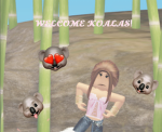 Kai’s Koalas