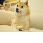 Fans de los perritos >:3