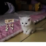 MeowBoy Mansion