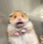 sans is patrick