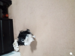 Dogs so cuteee