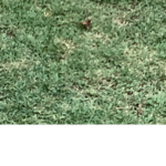 Little bruh