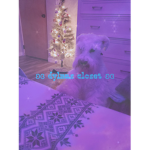 ʚɞ dylans closet ʚɞ