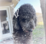 king oreo:3